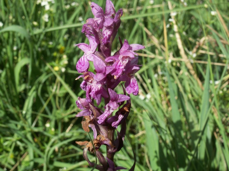 Dactylorhiza Majalis praetermissa