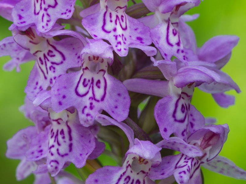 Dactylorhiza traunsteineri листья