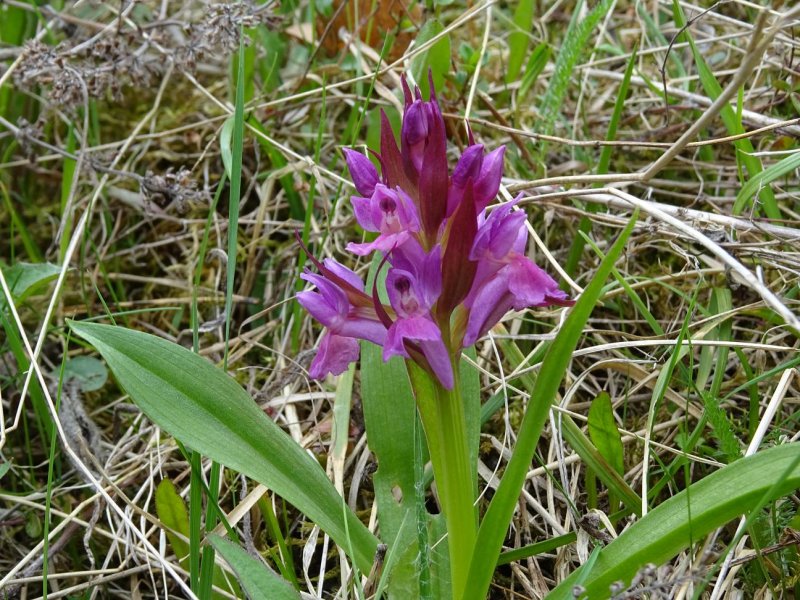 Dactylorhiza maculata