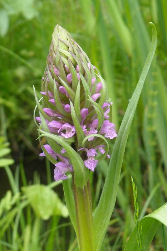 Dactylorhiza russowii
