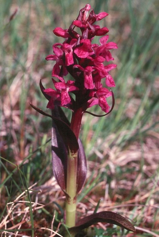 Dactylorhiza maculata Пальчатокоренник пятнистый