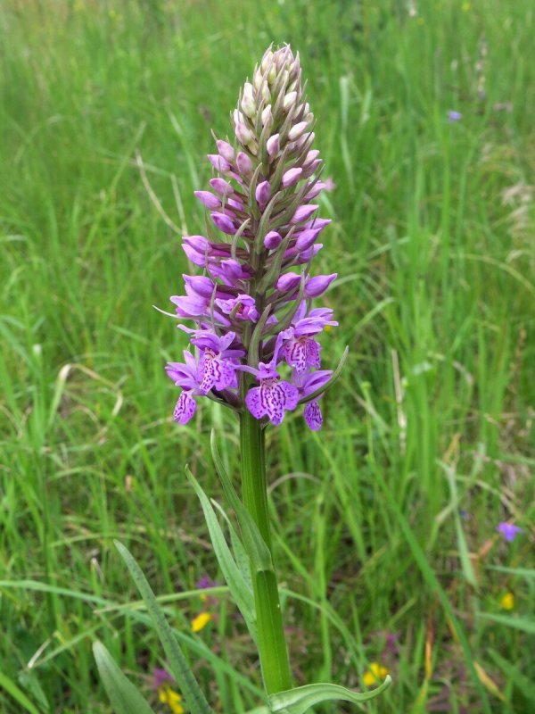 Dactylorhiza incarnata SSP. Cruenta Плантариум