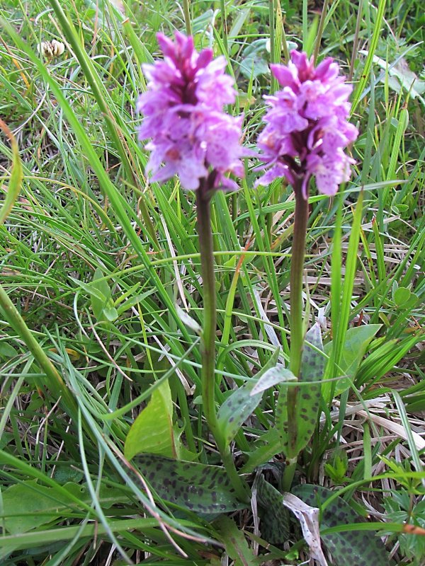 Пальчатокоренник Майский (Dactylorhiza Majalis)