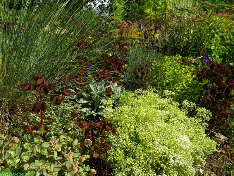Гейхера (Heuchera) Марс