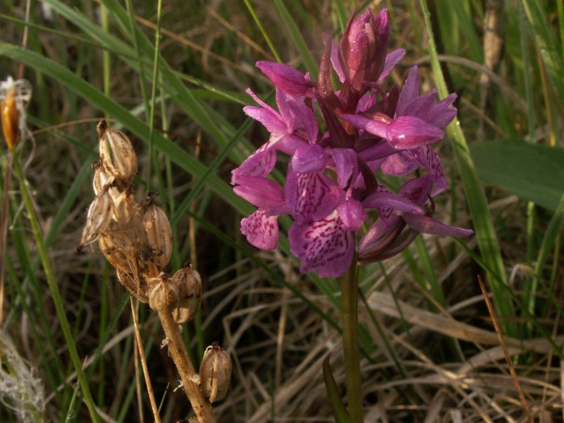 Dactylorhiza maculata Пальчатокоренник пятнистый