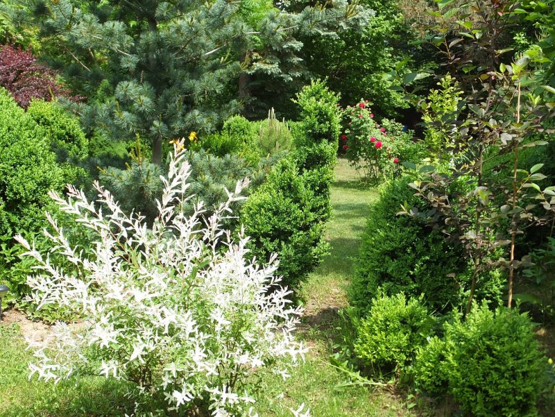 Ива цельнолистная "Hakuro nichiki" Salix "Hakuro nichiki"