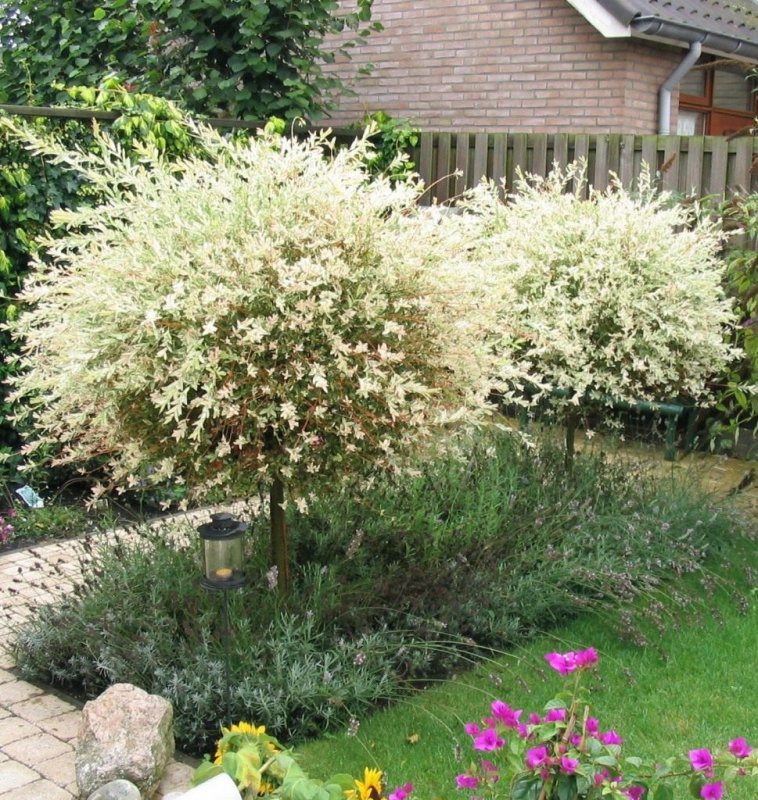 Ива цельнолистная (Salix Integra Hakuro Nishiki)