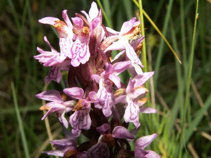 Dactylorhiza Sambucina