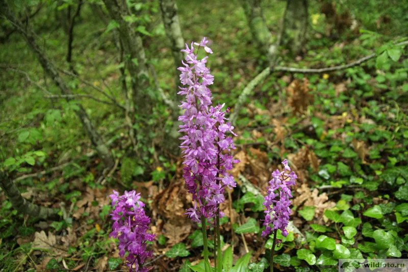 Пальчатокоренник мясо-красный Dactylorhiza incarnata