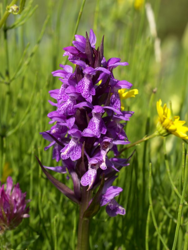 Dactylorhiza fuchsii