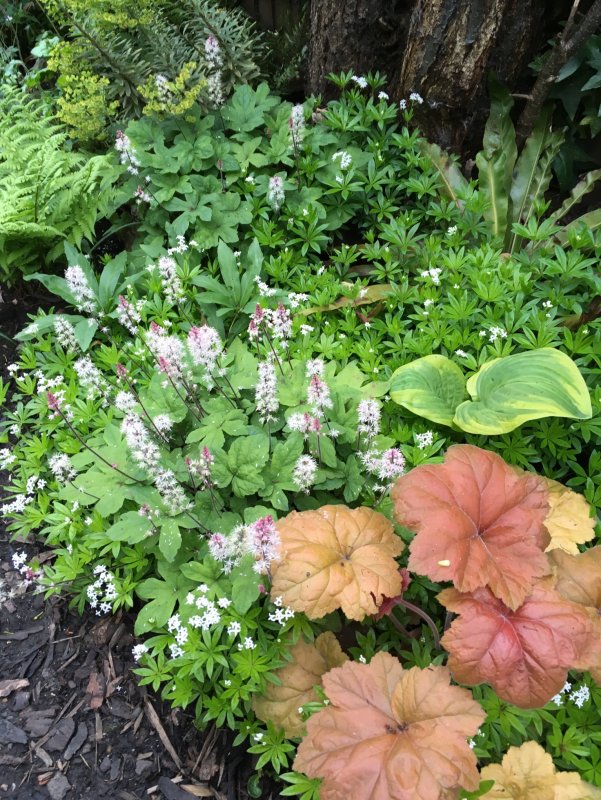 Гейхера Heuchera Sashay
