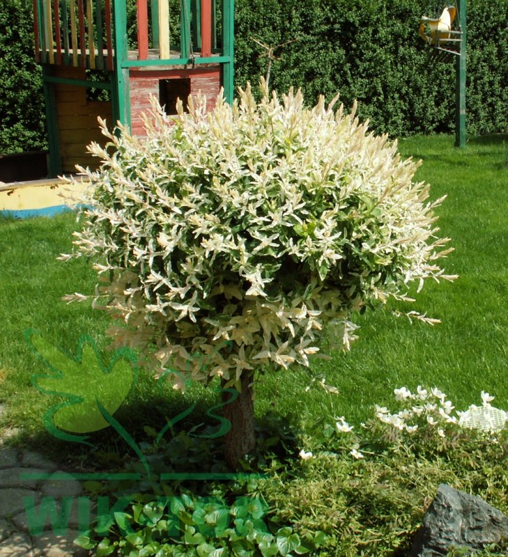 Ива Хакуро нишики