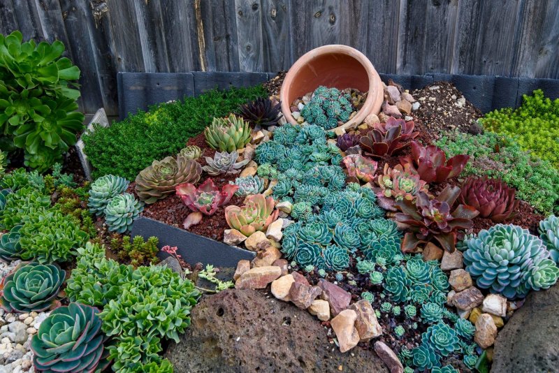 Гейхера Heuchera Georgia Plum