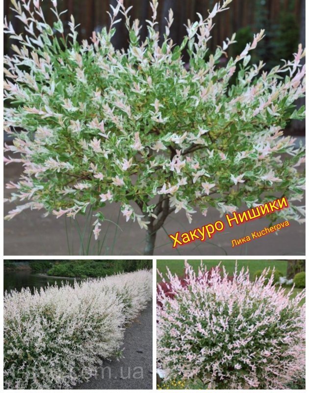 Ива цельнолистная японская "Хакуро-нишики" (Hakuro-Nishiki)