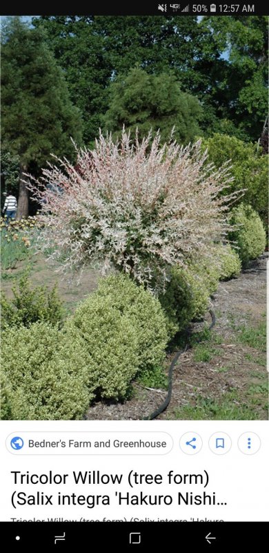 «Хакуро нишики» Salix Integra