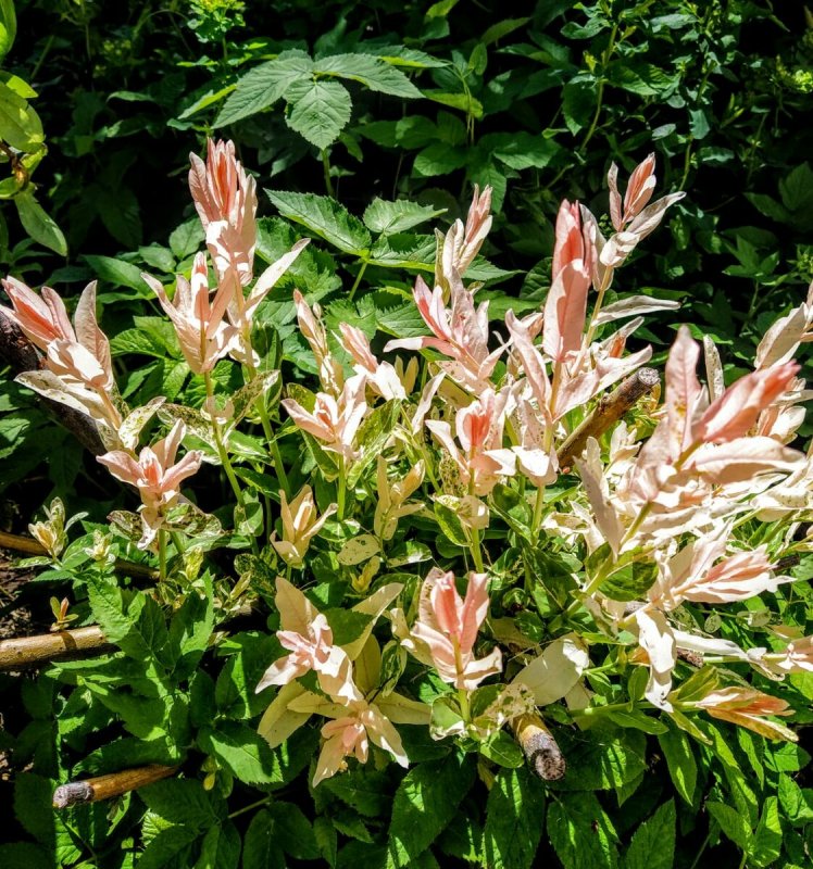 Кустарник Ива Хакуро нишики