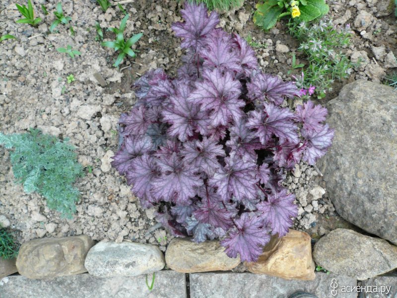 Гейхерелла Heucherella LEAPFROG