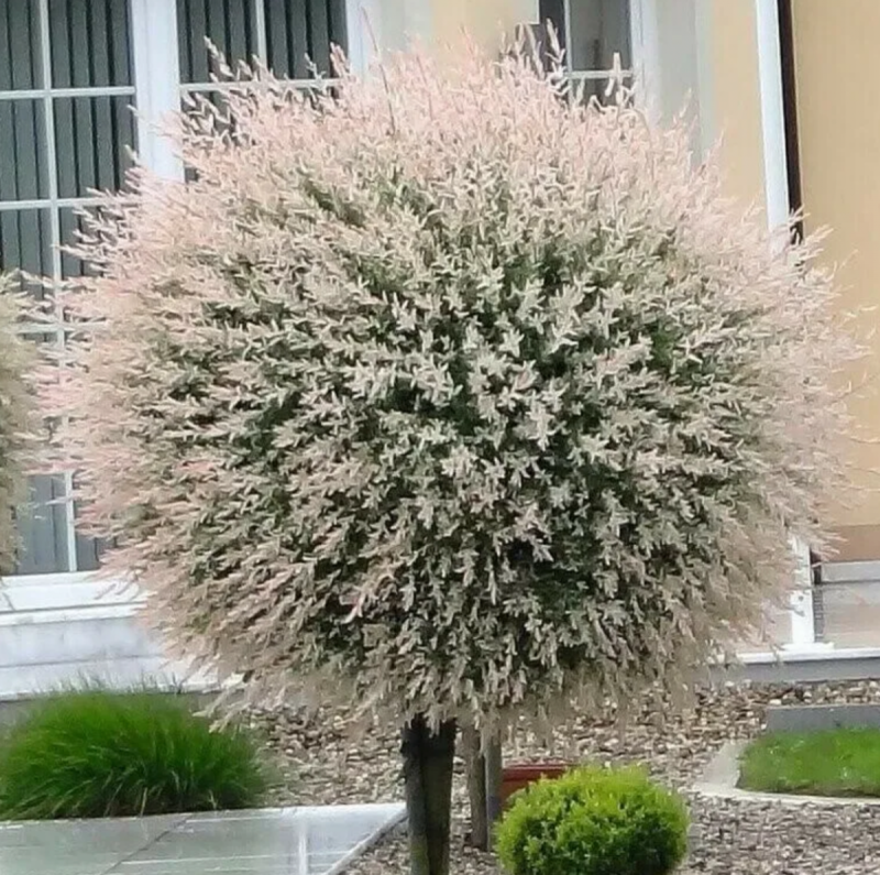 Ива японская Хакуро нишики