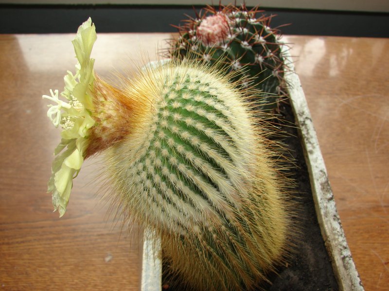 Notocactus Minimus