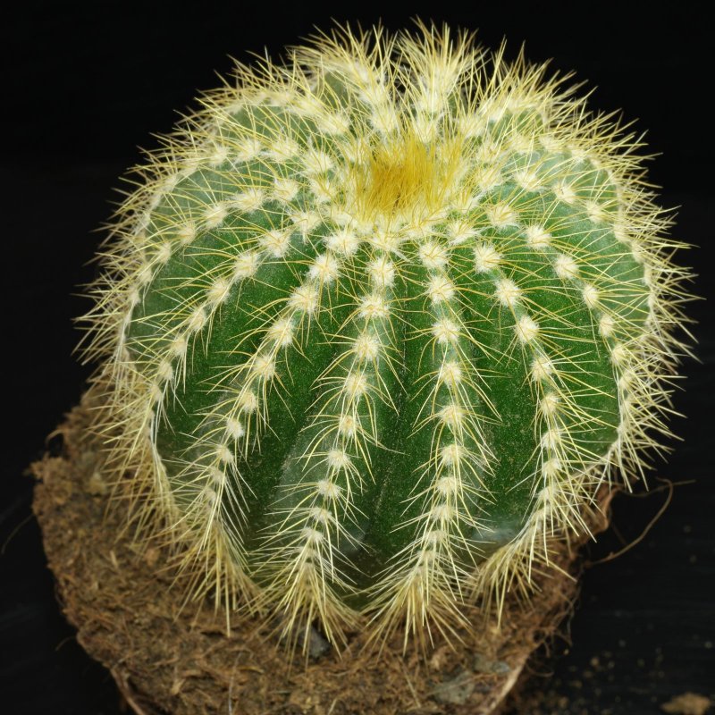 Notocactus Claviceps