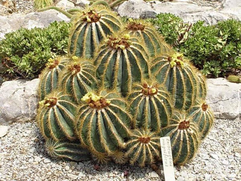 Parodia leninghausii (Yellow Tower)