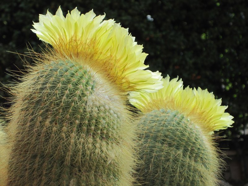 Eriocactus leninghausii
