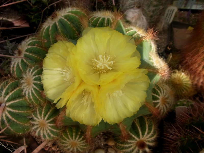 Эриокактус. Eriocactus_leninghausii