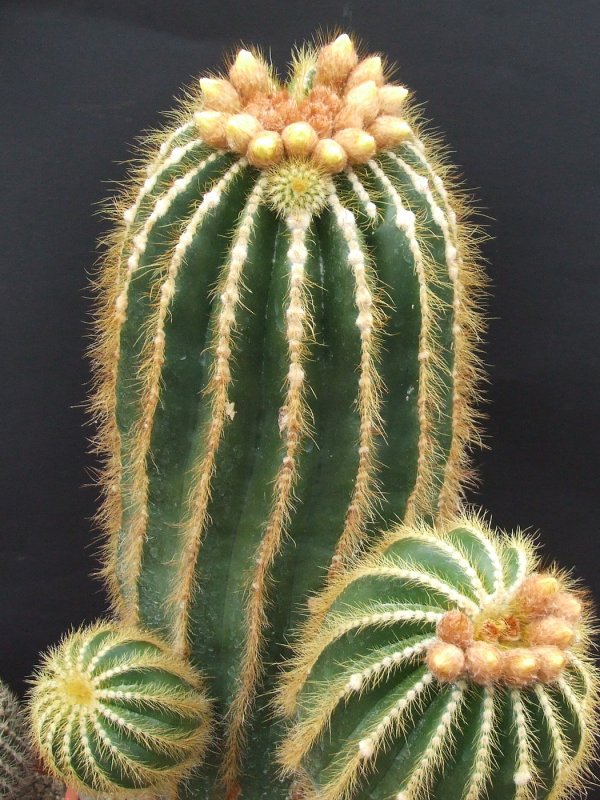 Notocactus leninghausii "albispinus"