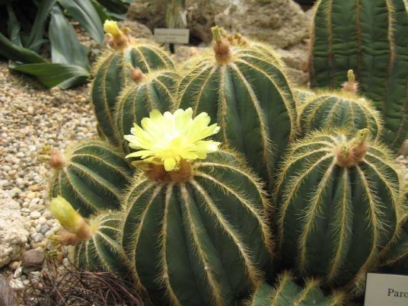 Wigginsia sellowii