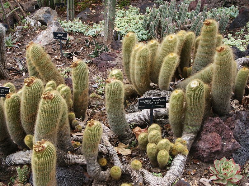 Нотокактус Ленингхауза (Notocactus leninghausii).