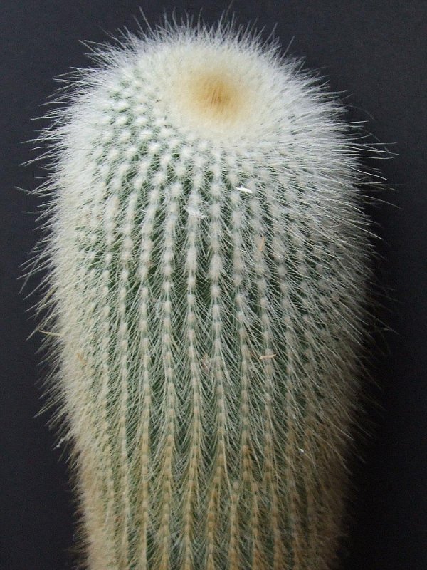 Кактус Mammillaria blossfeldiana