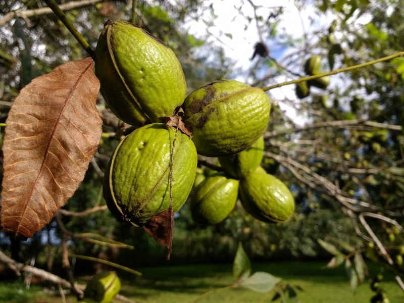 Кария иллинойская (пекан)
