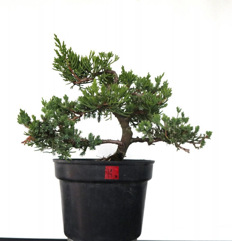 Juniperus chinensis бонсай