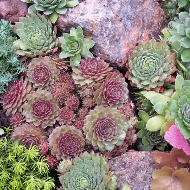 Альпийская живучка Sempervivum