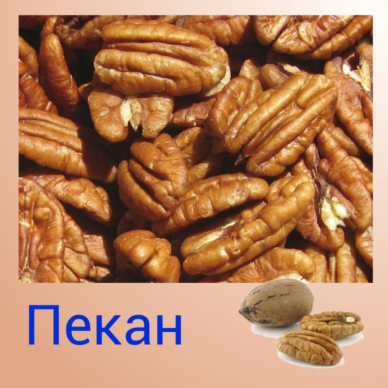 Орех Гикори