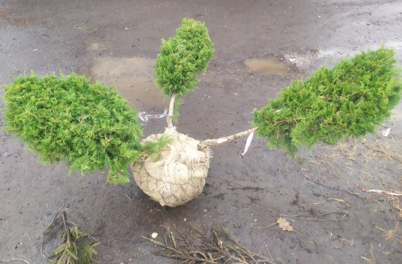 Juniperus Bonsai