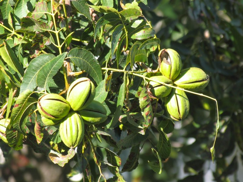 Орех пекан (Carya ILLINOINENSIS) - плантация