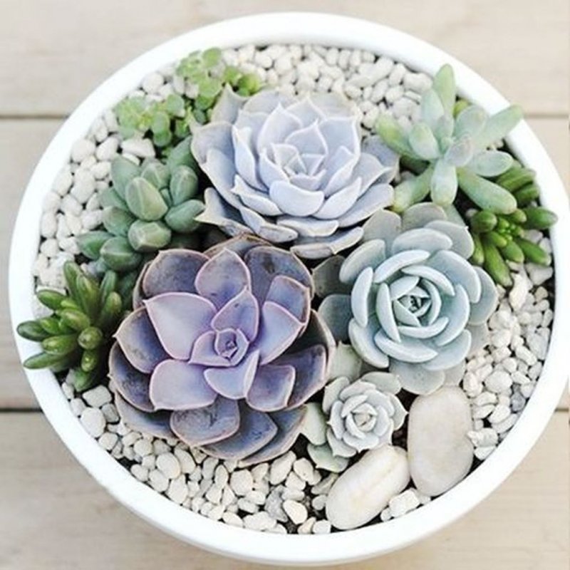 Echeveria (эхеверия) в горшке