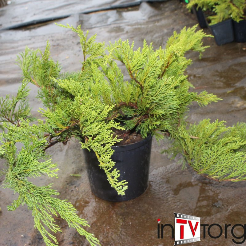 Juniperus Sabina Tamariscifolia саженец в горшке