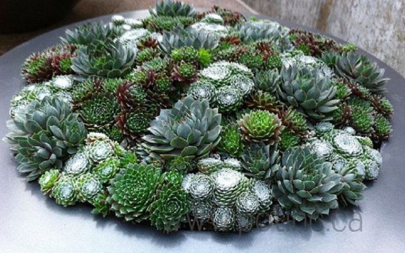 Суккулент каменная роза композиция