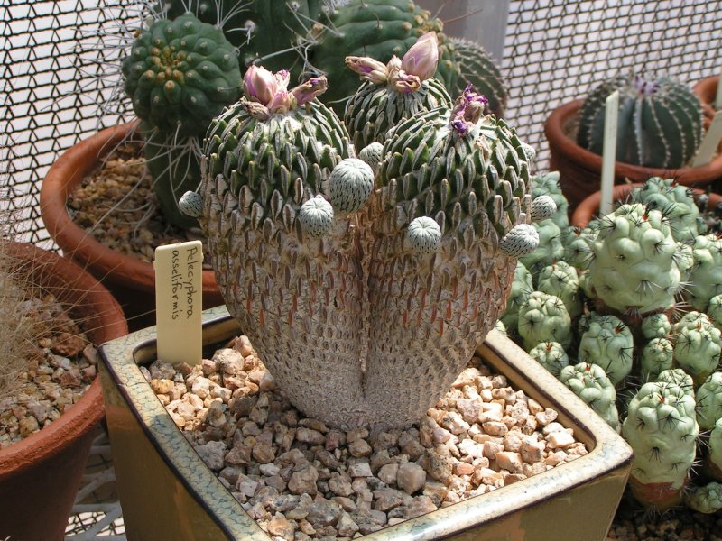 Pelecyphora asseliformis RS 550 Ventura SLP