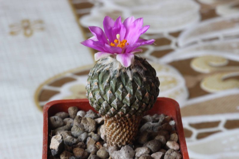 Pelecyphora valdeziana