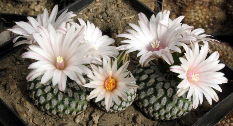 Турбиникарпус pseudopectinatus