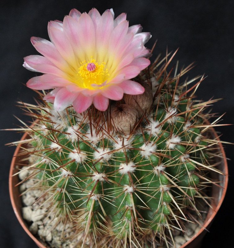 Mammillaria klissingiana