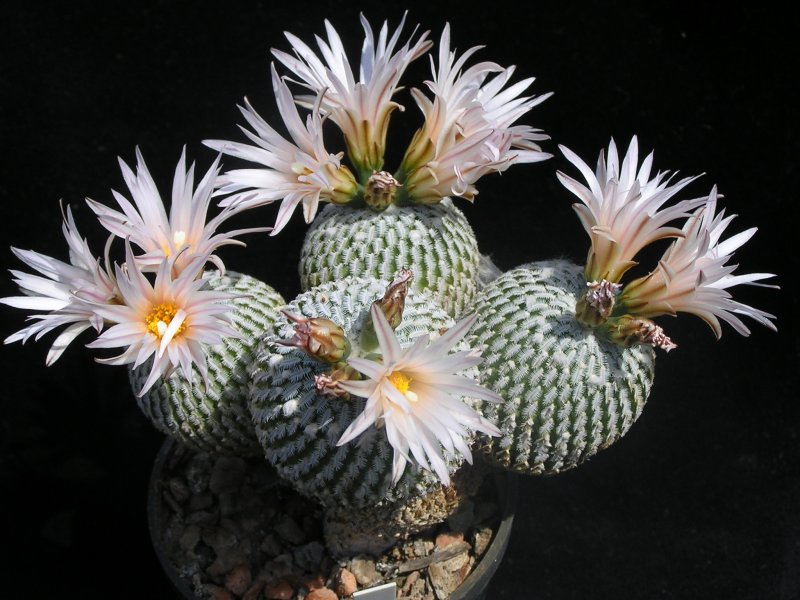 Pelecyphora pseudopectinata