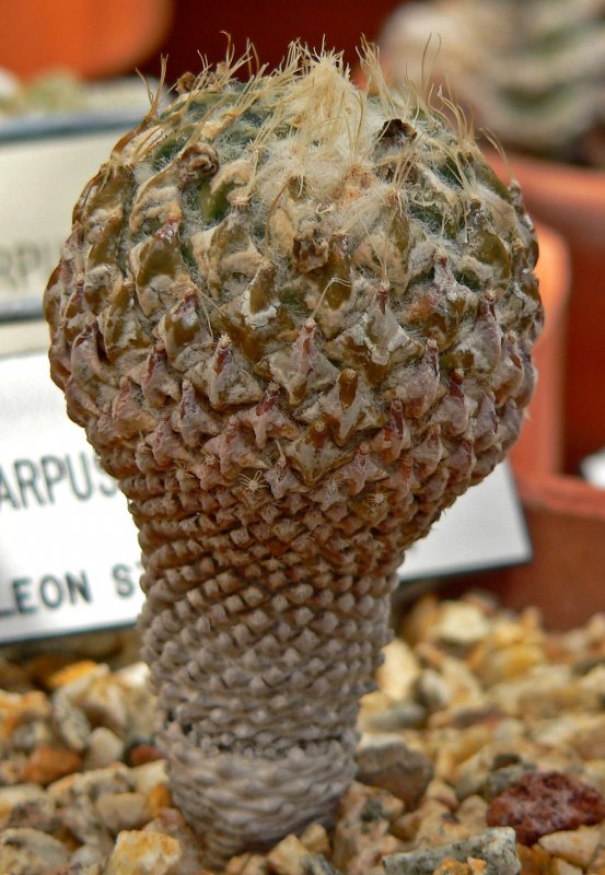 Pelecyphora strobiliformis