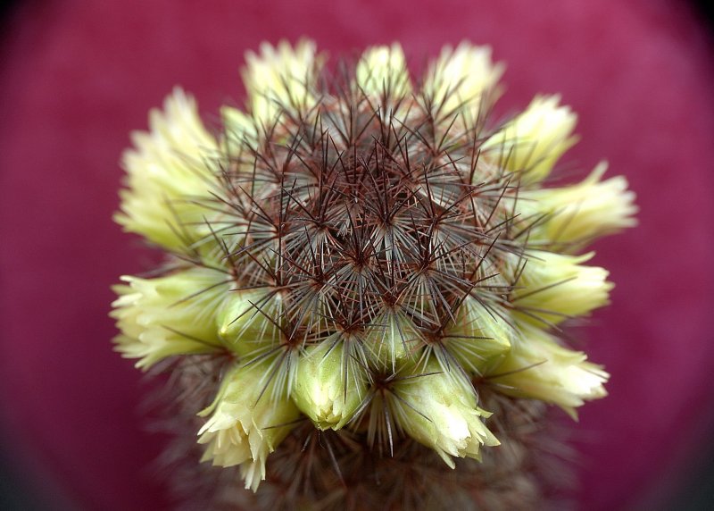 Encephalocarpus strobiliformis
