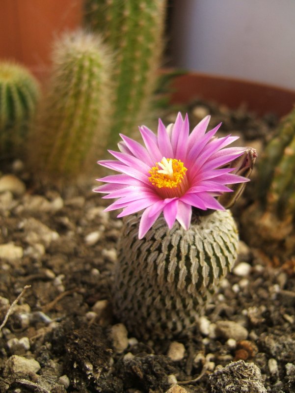 Турбиникарпус pseudopectinatus