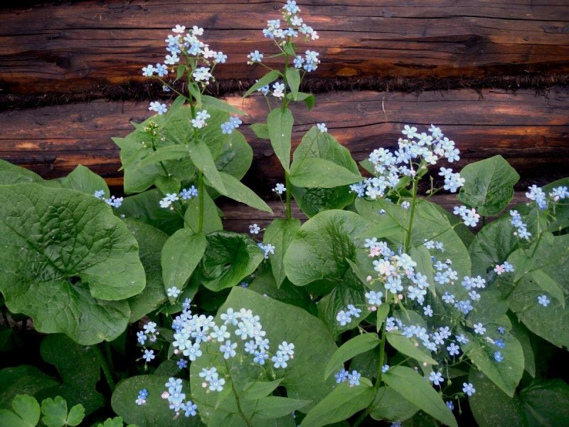 Бруннера крупнолистная Brunnera