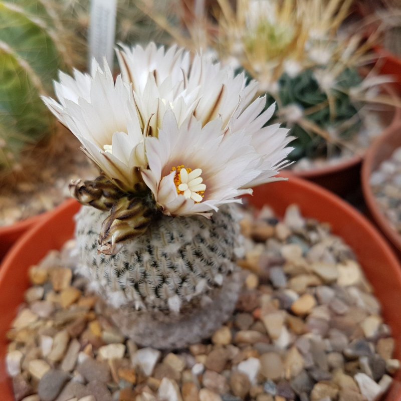 Encephalocarpus strobiliformis